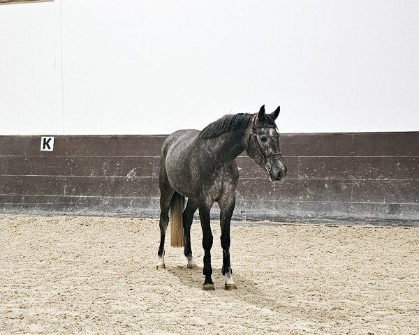 Springpferd High Hopes (Hannoveraner, 2020, von Hickstead White)