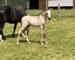 Dressurpferd Diamantinos Golden Magic (Deutsches Reitpony, 2023, von Diamantino Gold T)