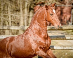 stallion Eros d’Ofee (Lusitano, 2009, from Unico)