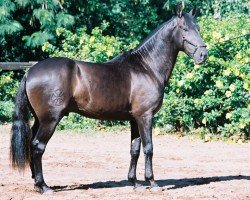 Pferd Triton Interagro (Lusitano, 2000, von Visqueiro)