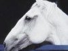 stallion Visqueiro (Lusitano, 1979, from Quieto)