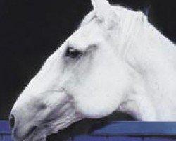 Deckhengst Visqueiro (Lusitano, 1979, von Quieto)