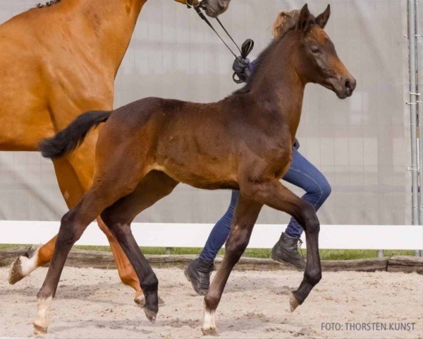 foal by Chanel (Hanoverian, 2024, from Captain Pezi)