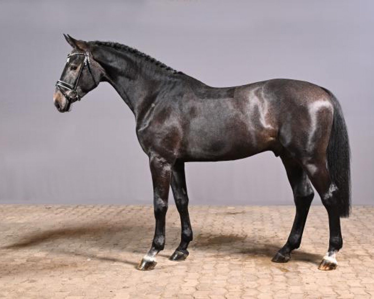 stallion Captain Pezi (Hanoverian, 2020, from Cicero Z van Paemel)