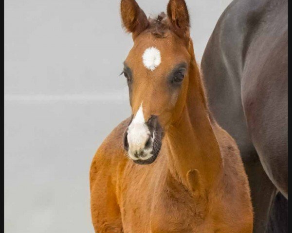 foal by Escador (Hanoverian, 2024, from Escaneno)