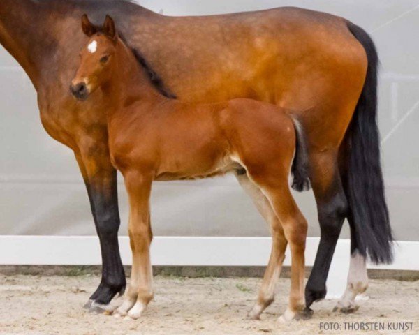 foal by Orlando (Hanoverian, 2024, from Ogano)