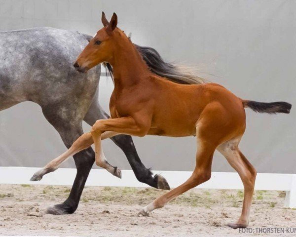 foal by Aperol Spritz (Hanoverian, 2024, from Aganix du Seigneur)