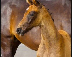 foal by Verona (Hanoverian, 2024, from Vingino)