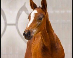 foal Jason Derulo (Hanoverian, 2024, from Jaguar van de Berghoeve)