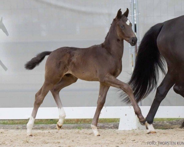 foal by Van Hoop (Hanoverian, 2024, from Viva Vitalis 2)