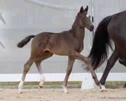 dressage horse Van Hoop (Hanoverian, 2024, from Viva Vitalis 2)