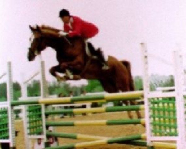 stallion Big Best AA (Anglo-Arabs, 1989, from Iago C AA)