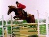 stallion Big Best AA (Anglo-Arabs, 1989, from Iago C AA)