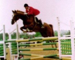 stallion Big Best AA (Anglo-Arabs, 1989, from Iago C AA)