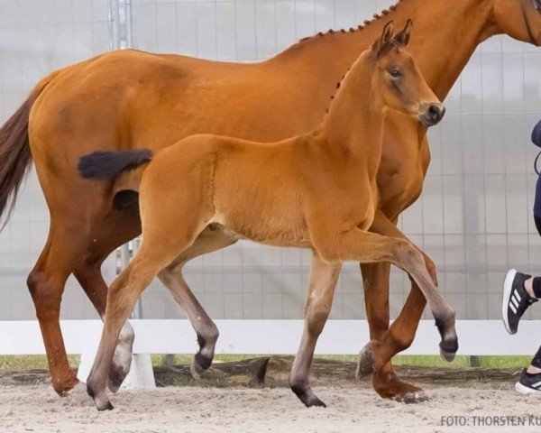 foal by Matador (Hanoverian, 2024, from Most wanted Nero von Bellin)