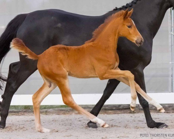 foal by Escalita (Hanoverian, 2024, from Escanto PS OLD)