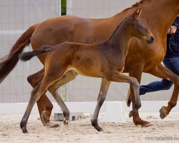 foal by Dudi (Hanoverian, 2024, from Dream Royal)