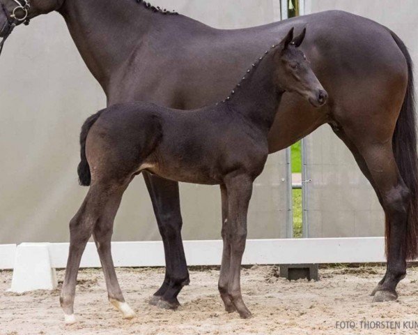 foal by Dark Passion II (Hanoverian, 2024, from Despacito 16)