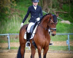 dressage horse Queeny 109 (German Riding Pony, 2015, from Quaterback's Junior)