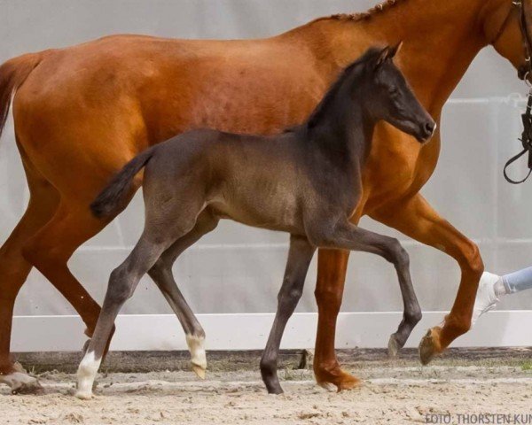 foal by Scarlett N (Hanoverian, 2024, from Secret Escape 9)