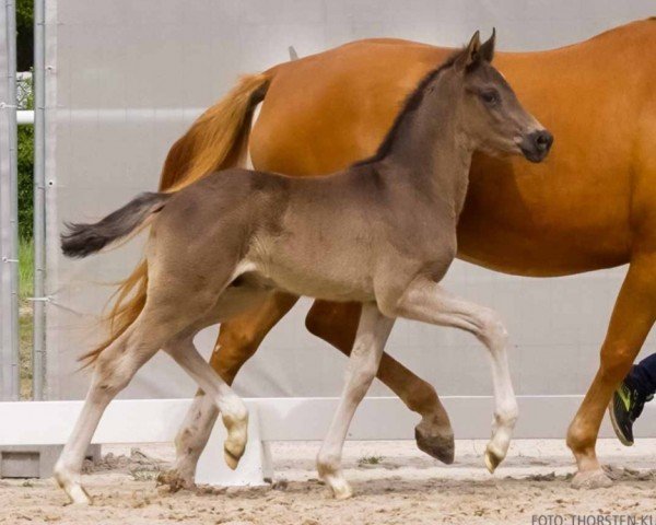 foal by Visavi (Hanoverian, 2024, from Harmony's V-Plus)