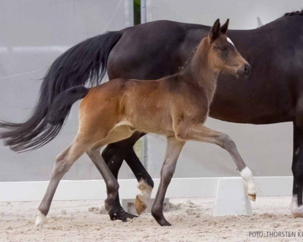 foal by Eliana (Hanoverian, 2024, from Escanto PS OLD)