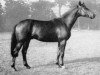 stallion Novillo AA (Anglo-Arabs, 1967, from Coq de Bruyere AA)