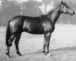 stallion Novillo AA (Anglo-Arabs, 1967, from Coq de Bruyere AA)