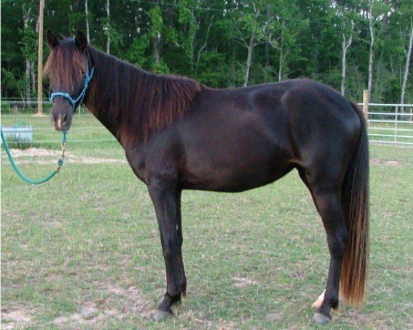 broodmare Gem’s Southern Beauty (Rocky Mountain Horse, 2007, from Amego's Rockin' Gem)