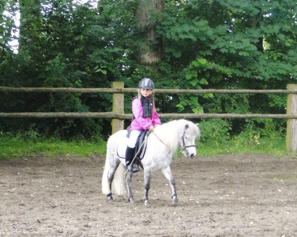 Pferd Derkhimson von Esbeck (Shetland Pony, 2009, von Dauphin)