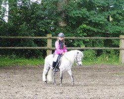 horse Derkhimson von Esbeck (Shetland Pony, 2009, from Dauphin)