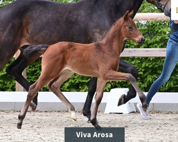 foal by Viva Arosa (Oldenburg, 2024, from Viva Gold OLD)