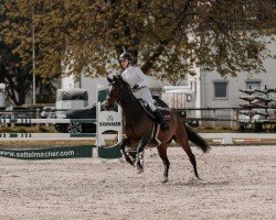 jumper Best of Bba (Austrian Warmblood, 2017, from DSP Con Spirit)