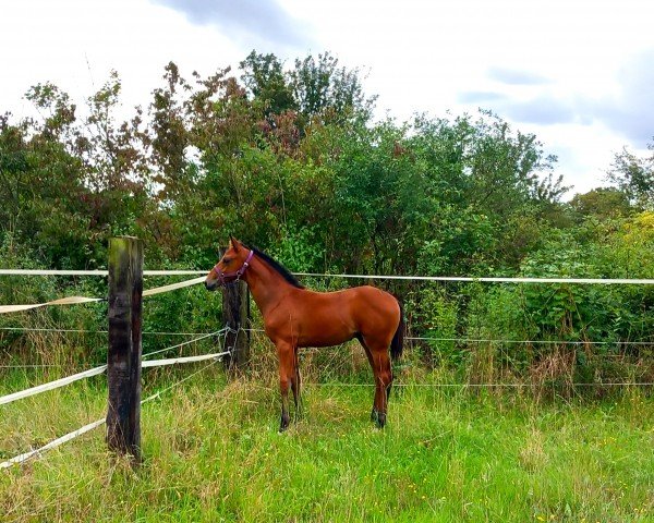 dressage horse Bailando (Hanoverian, 2023, from By your Side 3)