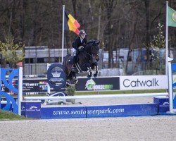 jumper Caribina (Hungarian Warmblood, 2015, from Cariba Dam)