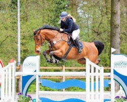 jumper Conthania (Oldenburg show jumper, 2017, from Conthargos)