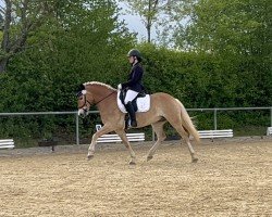 dressage horse Belmondo 208 (Haflinger, 2019, from Bellissimo-W-Q)