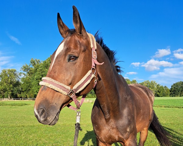 jumper Melodie 339 (German Sport Horse, 2007, from Cassineto)