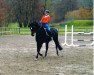 dressage horse Pilar (Oldenburg, 2008, from Fontane)