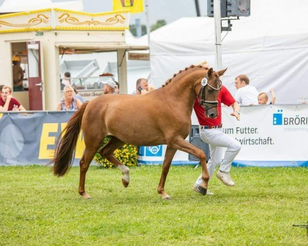 dressage horse Hilgenroths Delani (German Riding Pony, 2020, from Dancing Fox 2)