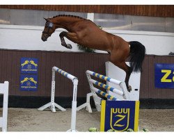 stallion Untouched (BEL) LB (Westphalian, 2016, from United Touch S)