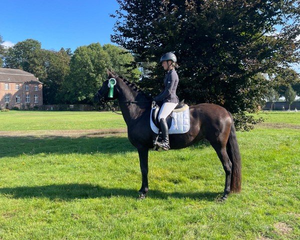 dressage horse Cleopatra Msuay (Pura Raza Espanola (PRE), 2016)