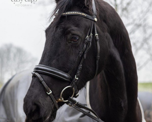 Pferd I-Catcher (Koninklijk Warmbloed Paardenstamboek Nederland (KWPN), 2013)