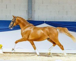 dressage horse Dreimaldrei (German Riding Pony, 2020, from Dreidimensional AT NRW)