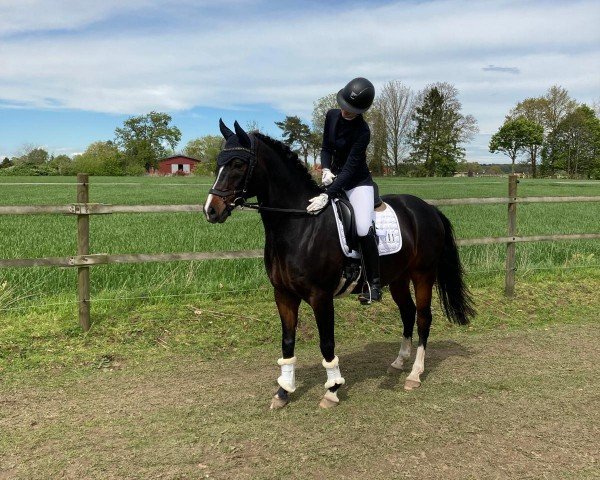 dressage horse Donnerwetter 85 (German Riding Pony, 2014, from Del Estero NRW)