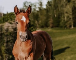 dressage horse Gute Fee E (German Riding Pony, 2023, from Glück Auf A)