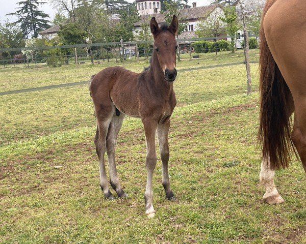 foal by MISTER CHARLIE DEL RILATE (Sella Italiano, 2024, from Cahil)