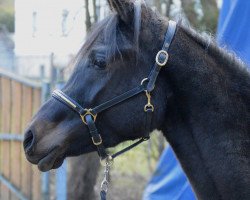 broodmare GA Amirah (Arabian thoroughbred, 2013, from Sajeed Ibn Sharik EAO)