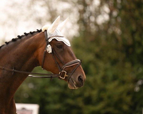 Zuchtstute Queen van't Heurnehof (Belgisches Warmblut, 2016, von Special Agent Amour)