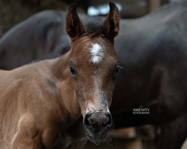 foal by Call me Manhattan (German Sport Horse, 2024, from Consantos)